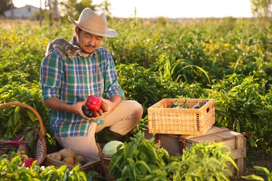 Farmer with kitten harvesting different ripe vegetables in field on sunny day