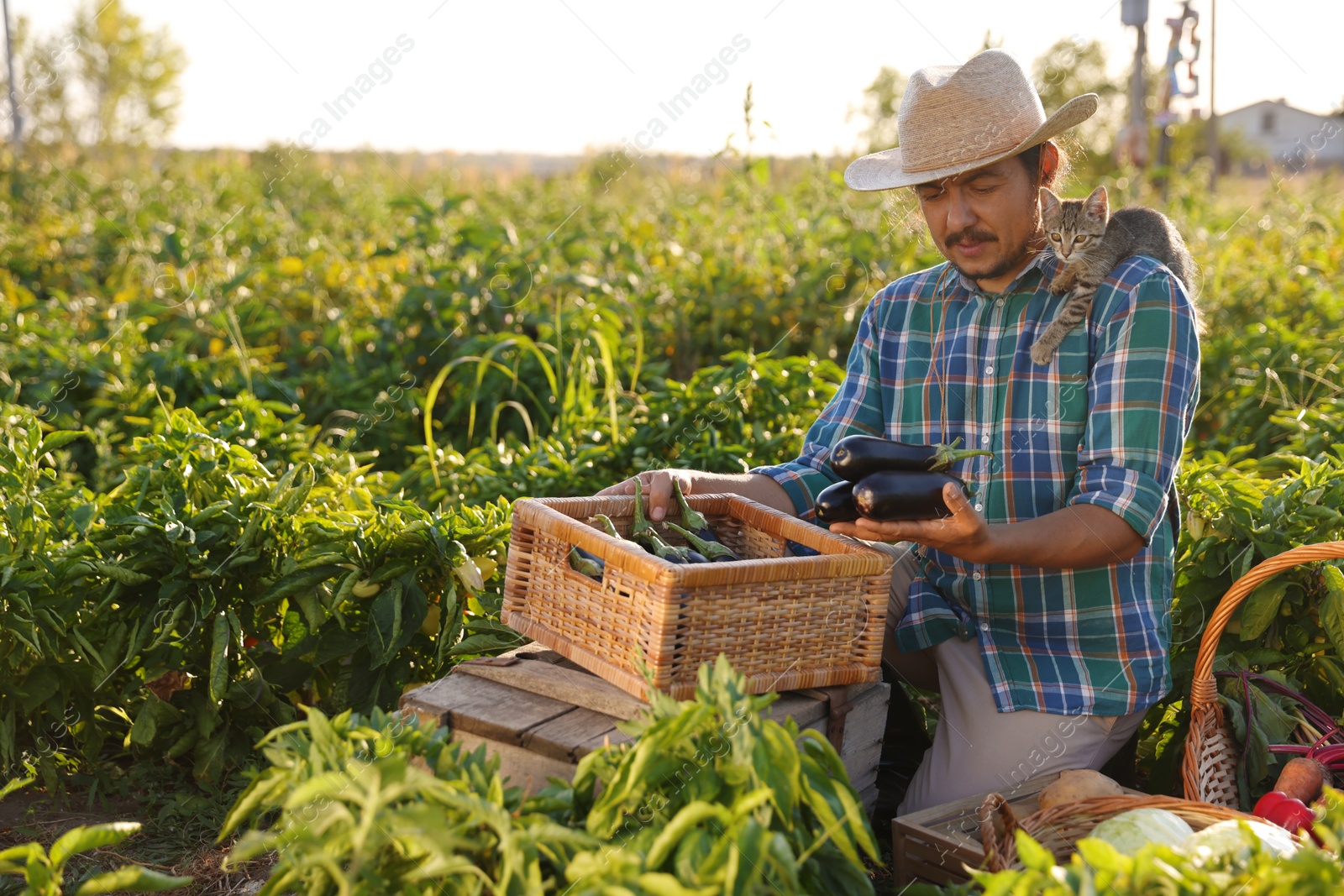 Photo of Farmer with kitten harvesting different ripe vegetables in field on sunny day