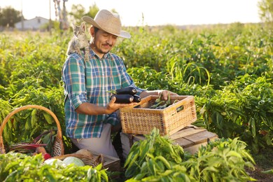 Farmer with kitten harvesting different ripe vegetables in field on sunny day