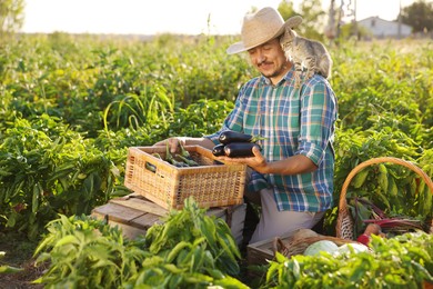 Farmer with kitten harvesting different ripe vegetables in field on sunny day