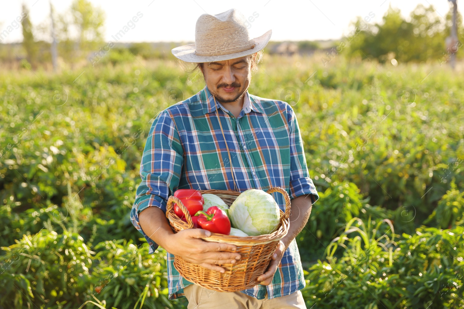 Photo of Harvesting season. Farmer with wicker basket of fresh vegetables in field on sunny day