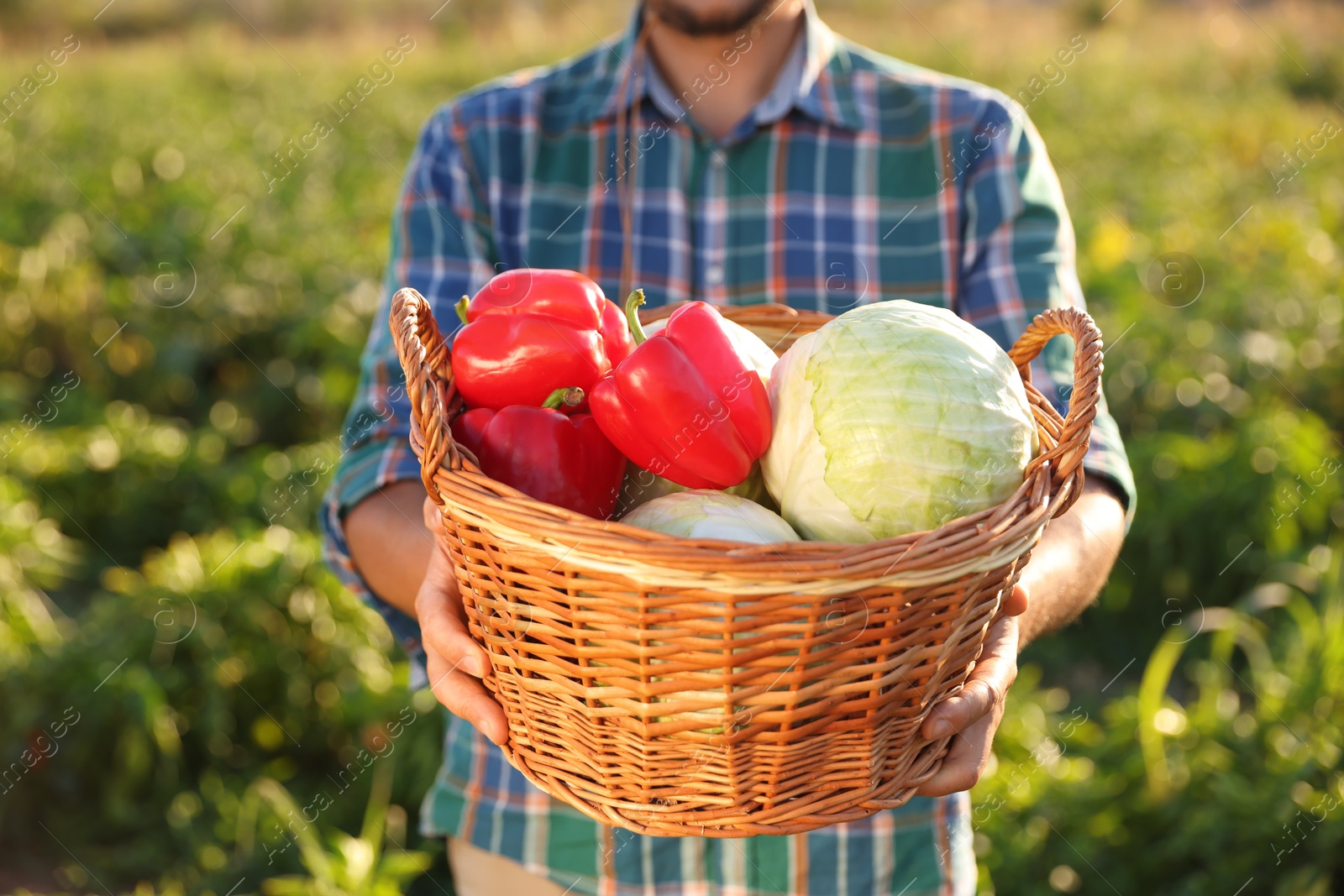 Photo of Harvesting season. Farmer with wicker basket of fresh vegetables in field on sunny day, closeup