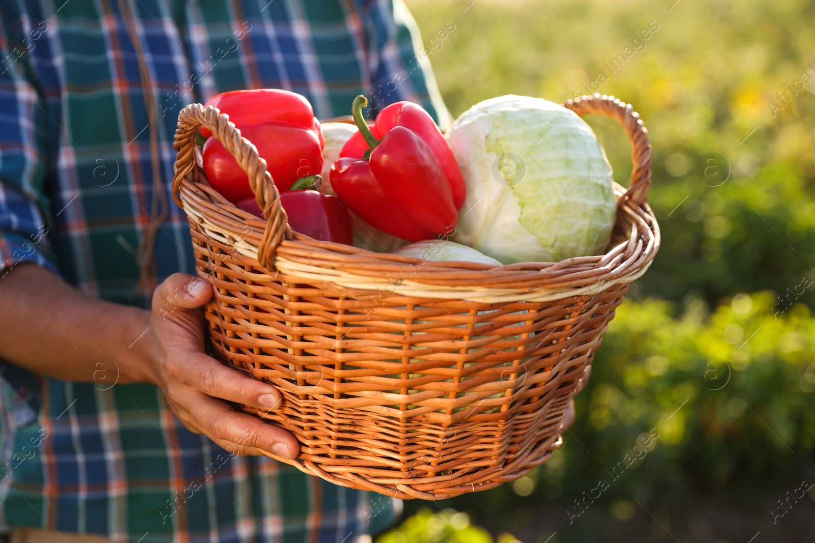 Photo of Harvesting season. Farmer with wicker basket of fresh vegetables in field on sunny day, closeup