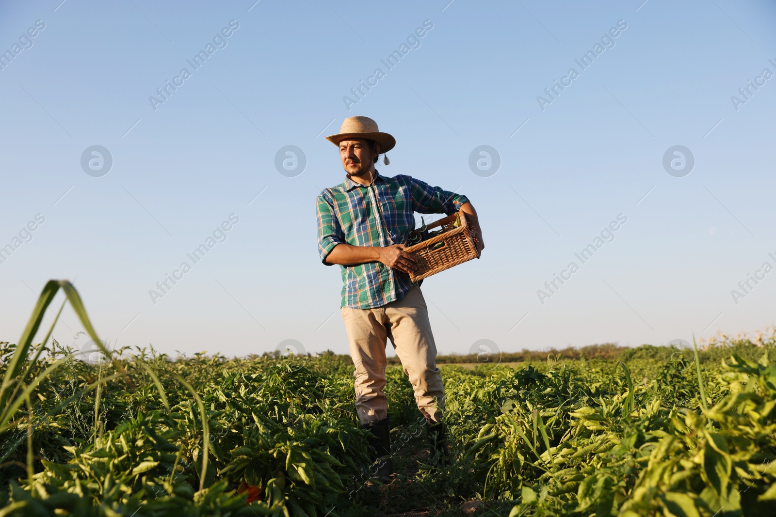 Photo of Harvesting season. Farmer holding wicker crate with fresh eggplants in field on sunny day