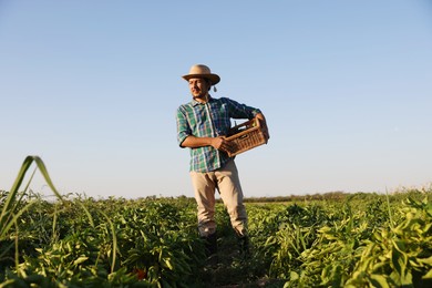 Harvesting season. Farmer holding wicker crate with fresh eggplants in field on sunny day