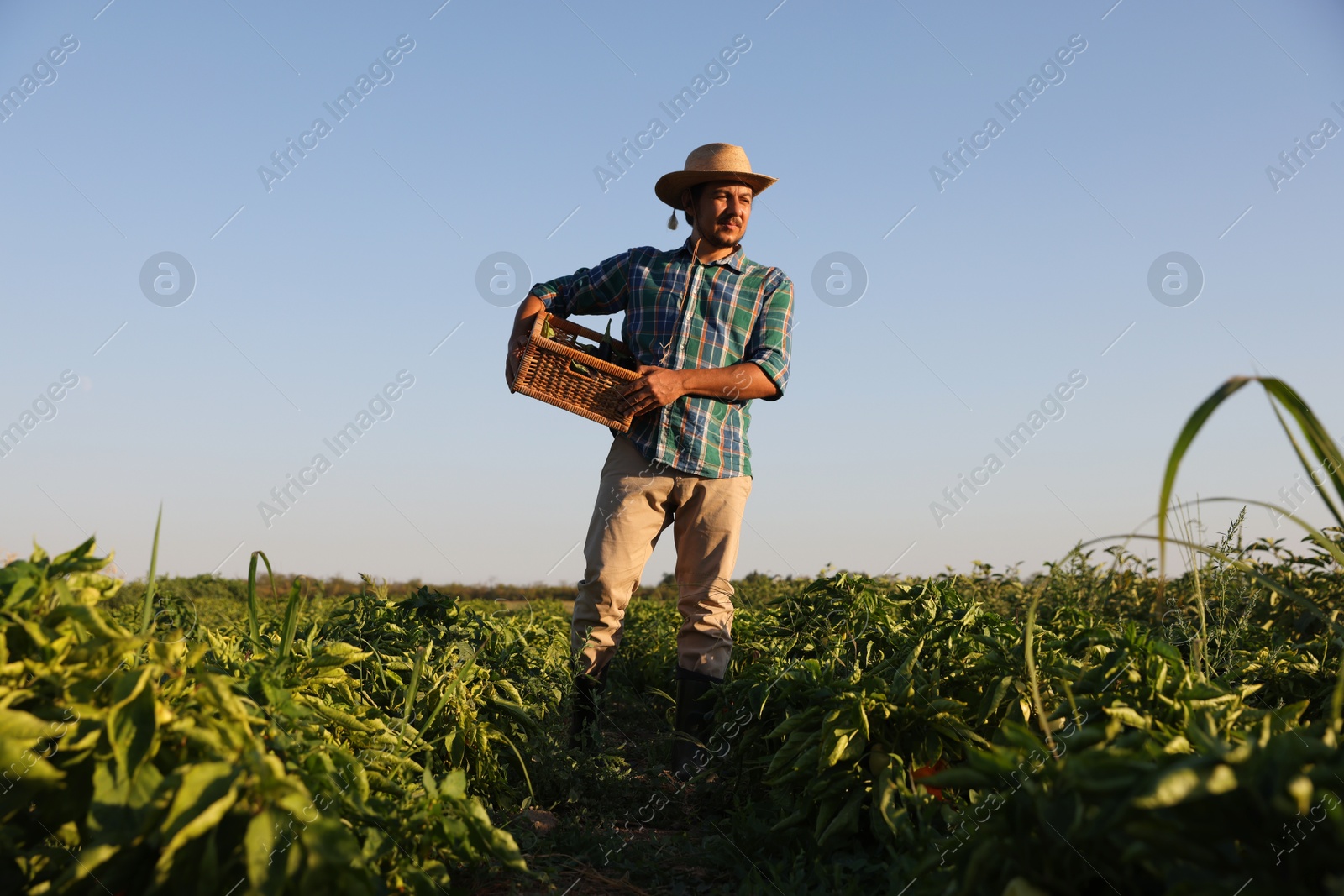 Photo of Harvesting season. Farmer holding wicker crate with fresh eggplants in field on sunny day