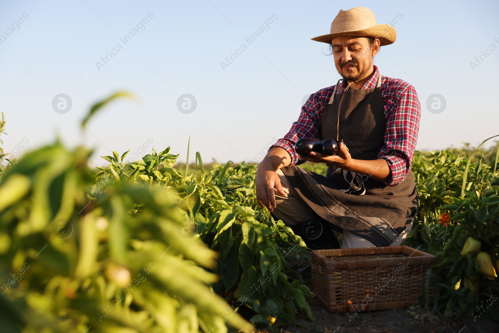 Photo of Farmer harvesting ripe eggplants in field on sunny day