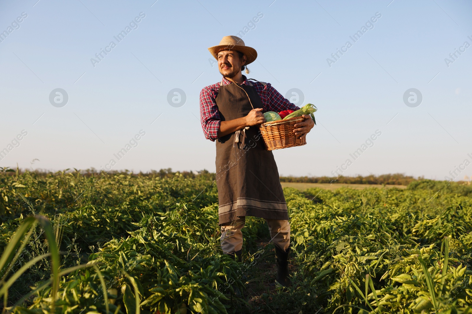 Photo of Harvesting season. Farmer with wicker basket of fresh vegetables in field on sunny day