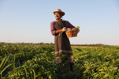 Harvesting season. Farmer with wicker basket of fresh vegetables in field on sunny day