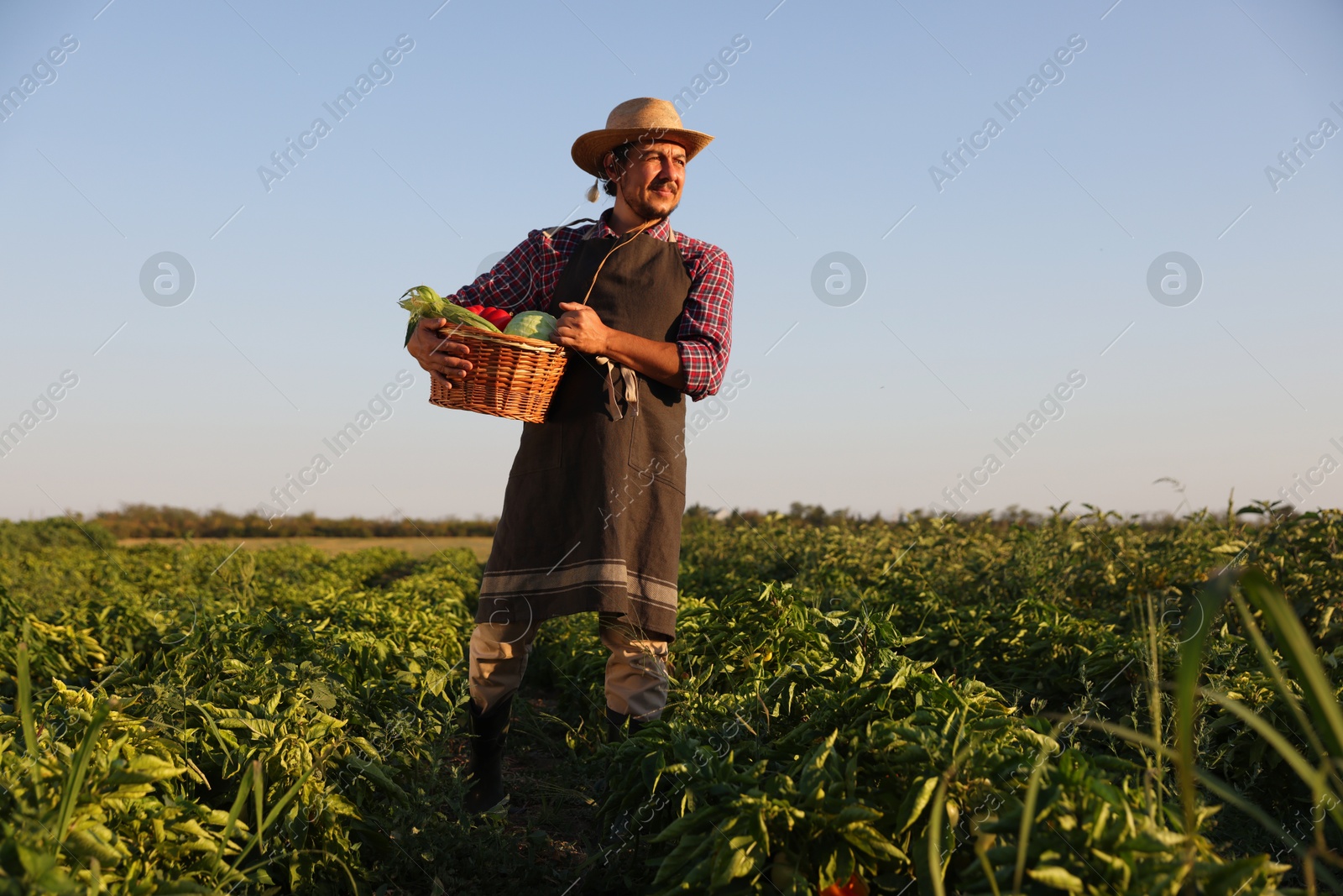 Photo of Harvesting season. Farmer with wicker basket of fresh vegetables in field on sunny day