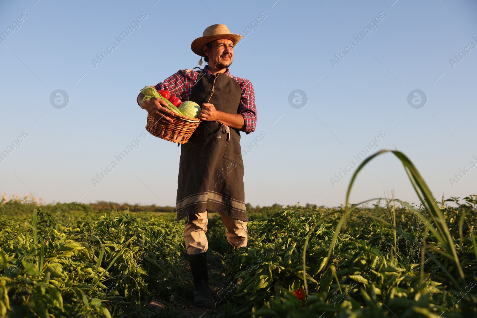 Photo of Harvesting season. Farmer with wicker basket of fresh vegetables in field on sunny day