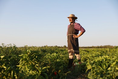 Photo of Harvesting season. Farmer standing in filed on sunny day