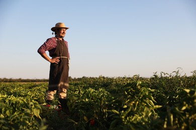 Harvesting season. Farmer standing in filed on sunny day