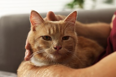 Man petting cute ginger cat on armchair at home, closeup