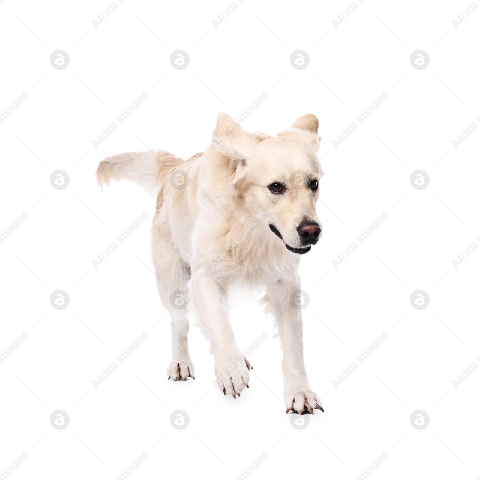 Photo of Cute Golden Retriever dog on white background