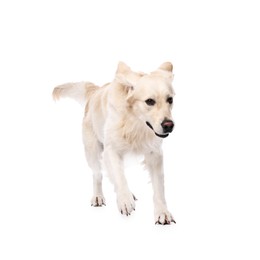 Photo of Cute Golden Retriever dog on white background