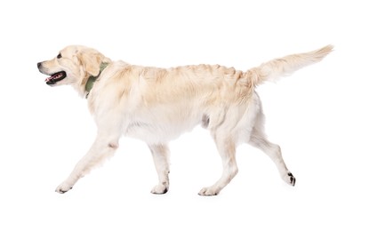 Cute Golden Retriever dog on white background