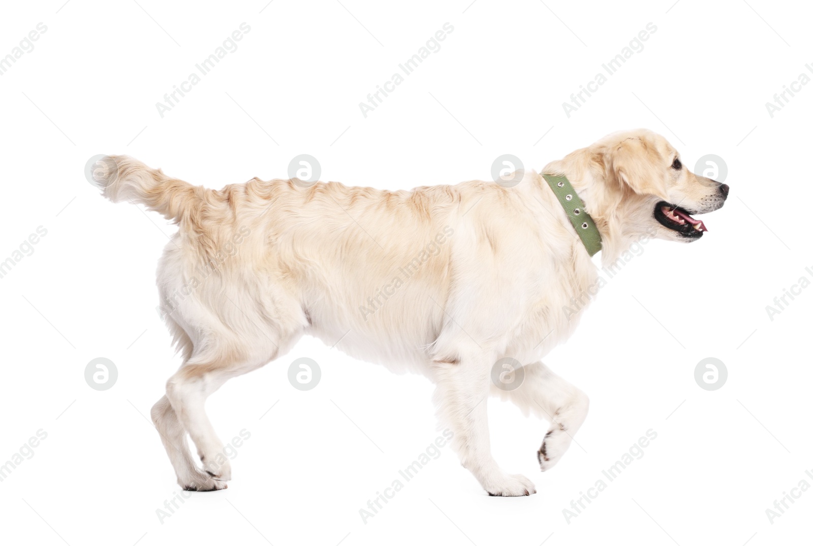 Photo of Cute Golden Retriever dog on white background