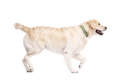 Photo of Cute Golden Retriever dog on white background