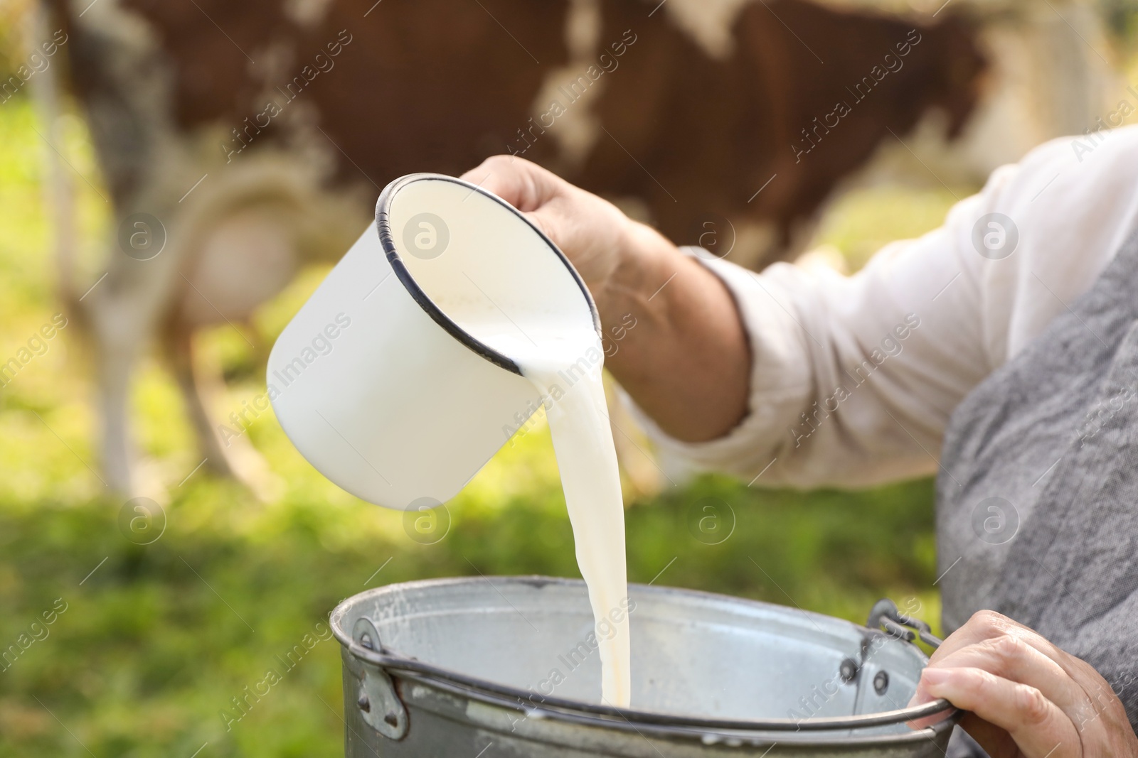 Photo of Senior woman pouring fresh milk into bucket outdoors, closeup