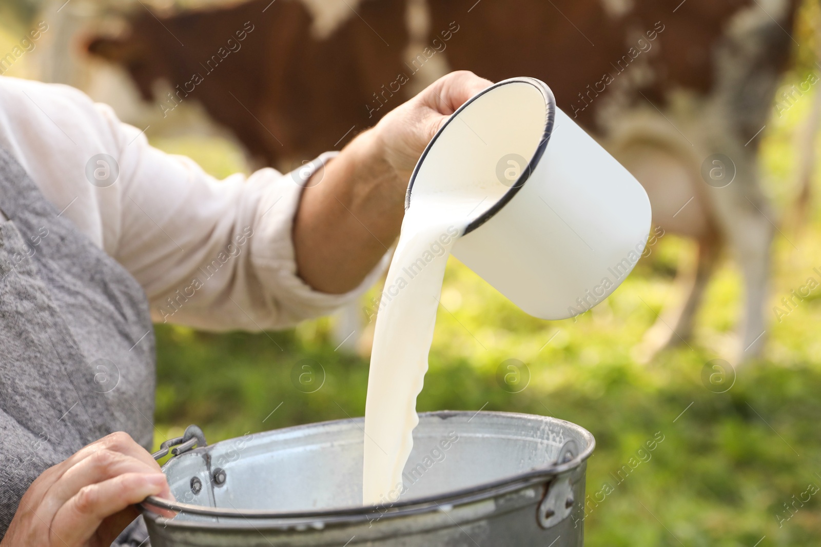 Photo of Senior woman pouring fresh milk into bucket outdoors, closeup