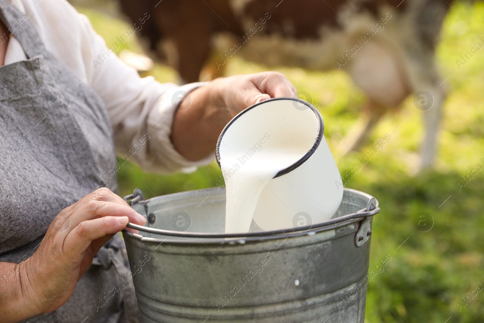 Photo of Senior woman pouring fresh milk into bucket outdoors, closeup