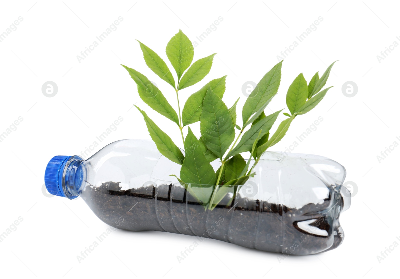 Photo of Recycling concept. Plastic bottle with plant isolated on white