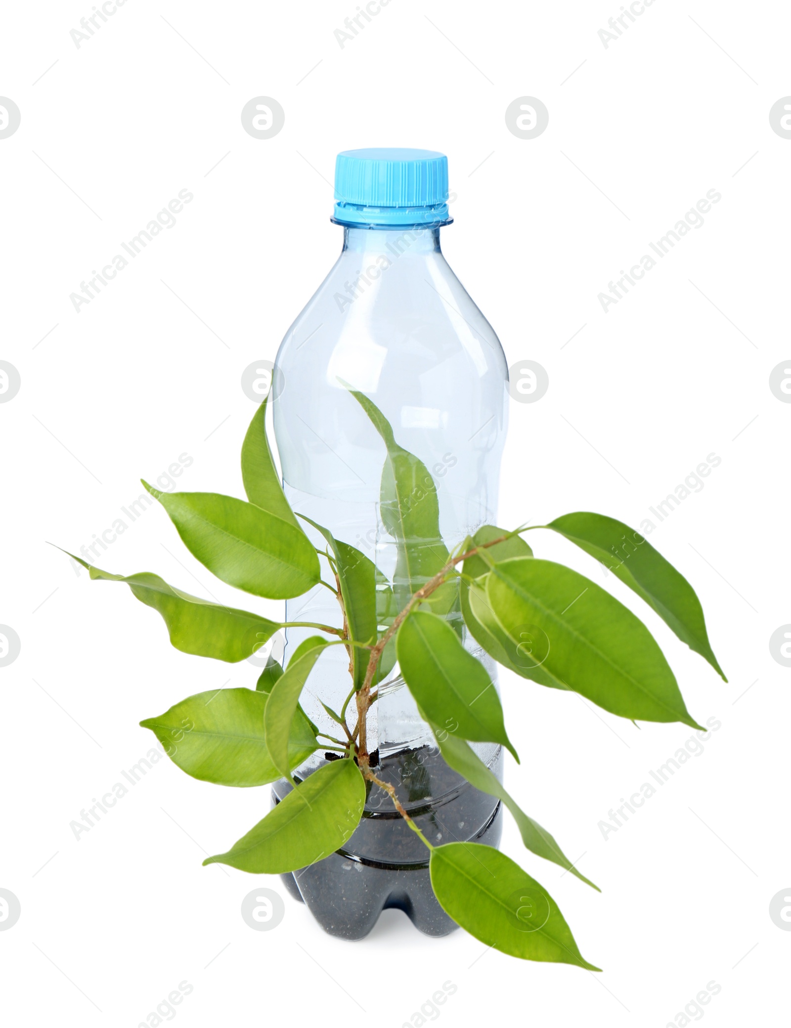 Photo of Recycling concept. Plastic bottle with plant isolated on white