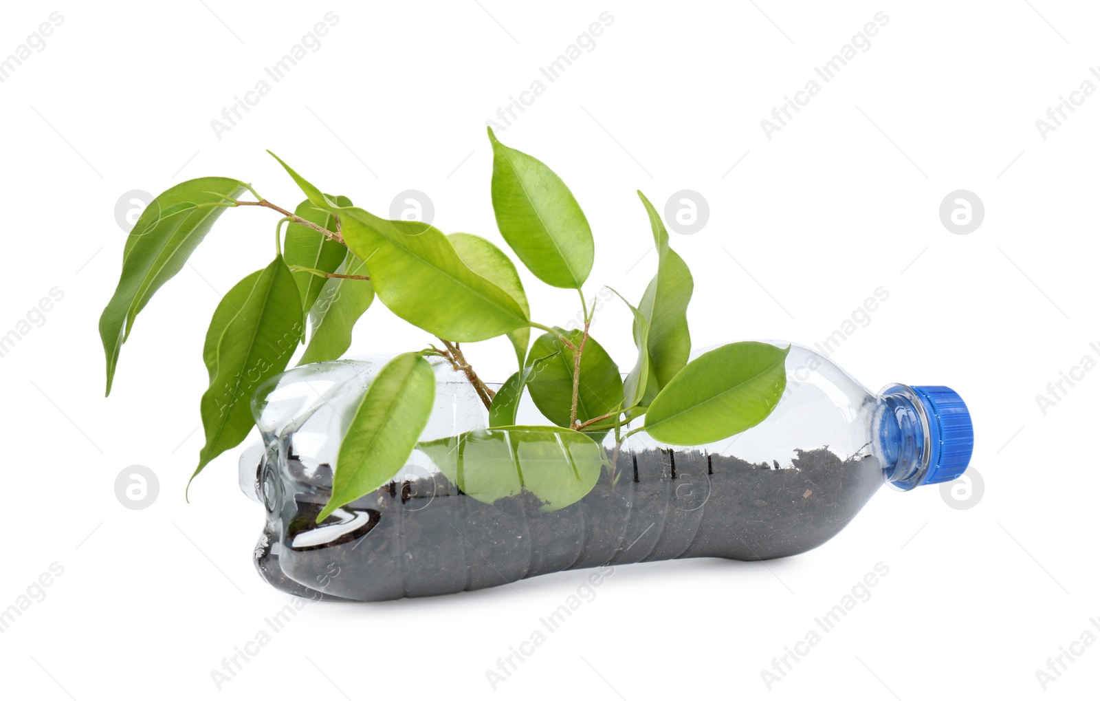 Photo of Recycling concept. Plastic bottle with plant isolated on white