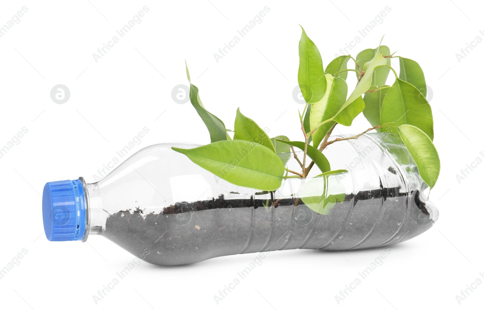 Photo of Recycling concept. Plastic bottle with plant isolated on white