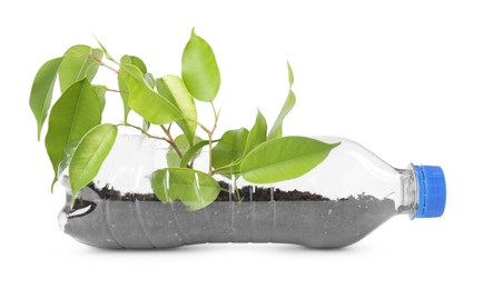 Photo of Recycling concept. Plastic bottle with plant isolated on white