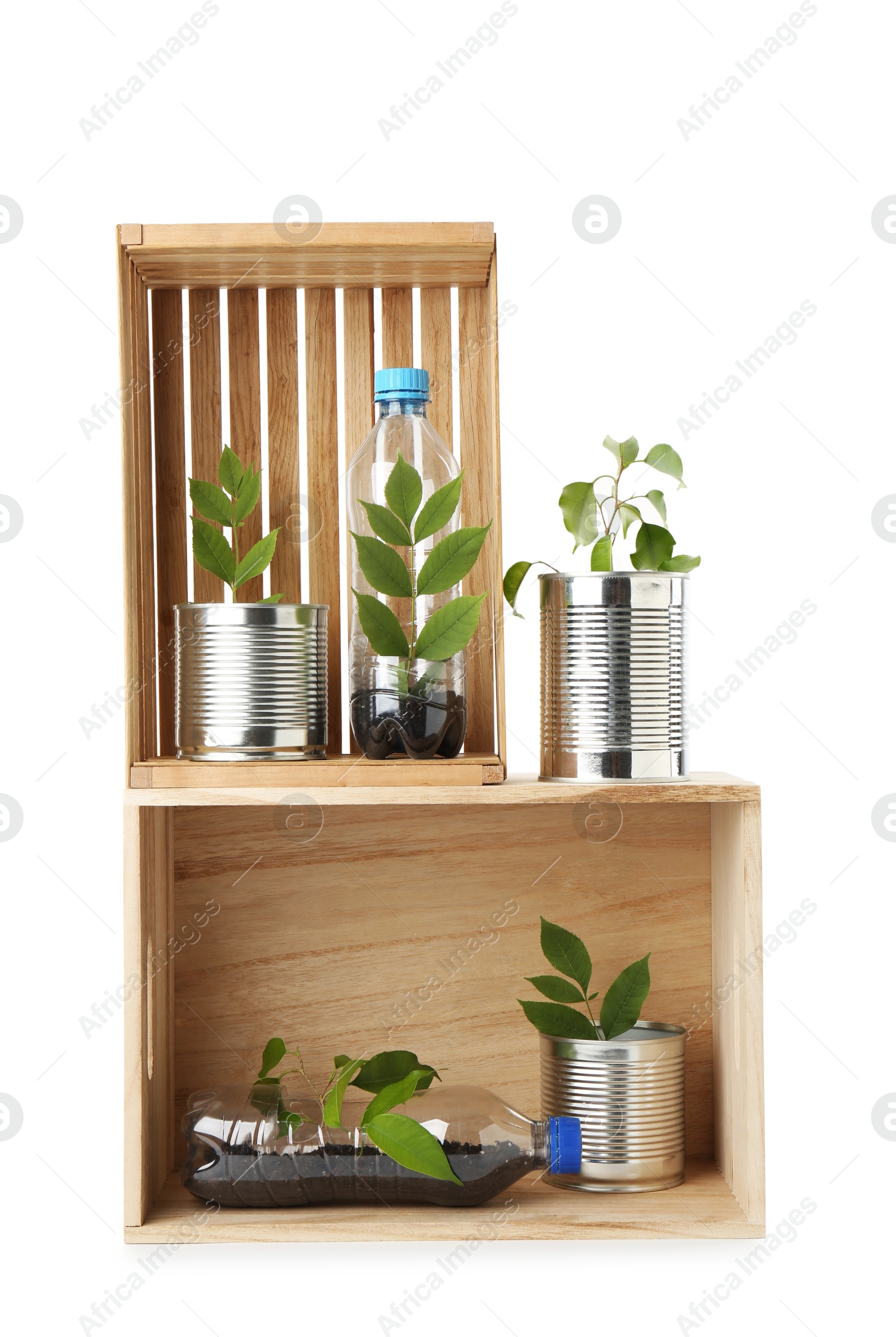 Photo of Recycling concept. Wooden crates with plants in bottles and cans isolated on white