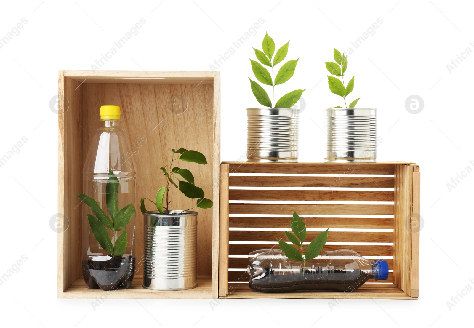 Photo of Recycling concept. Wooden crates with plants in bottles and cans isolated on white