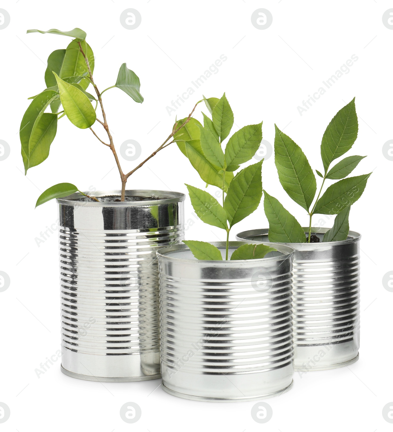 Photo of Recycling concept. Cans with plants isolated on white