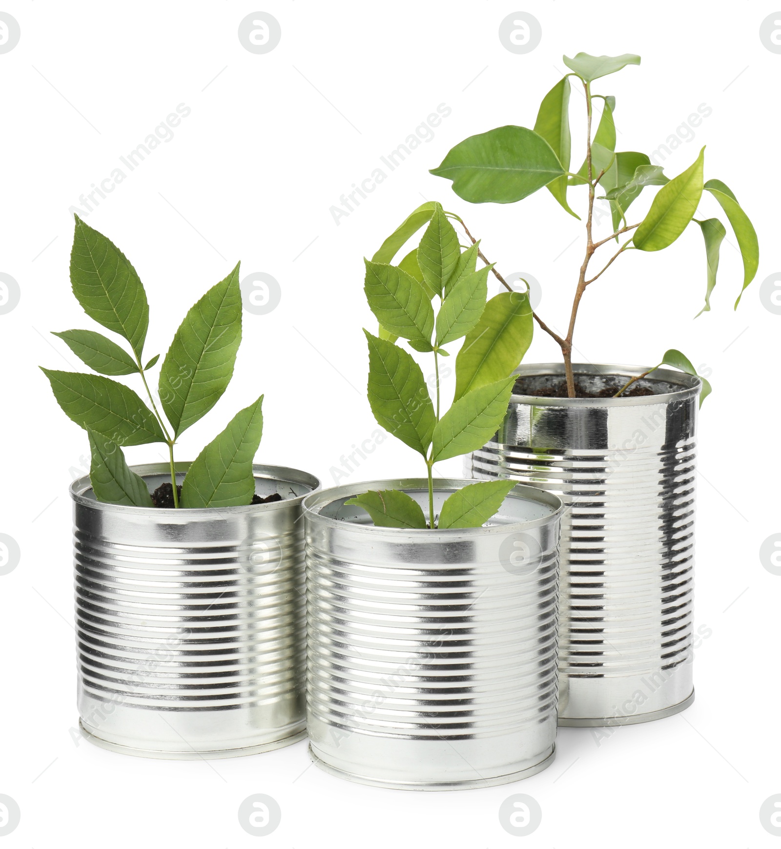 Photo of Recycling concept. Cans with plants isolated on white