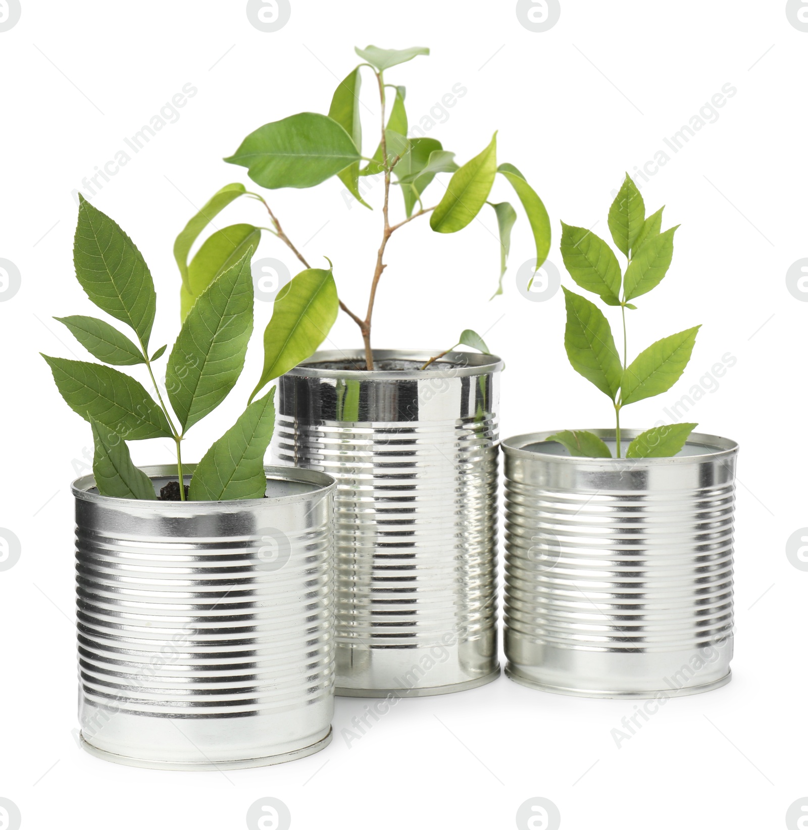 Photo of Recycling concept. Cans with plants isolated on white