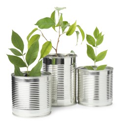 Photo of Recycling concept. Cans with plants isolated on white