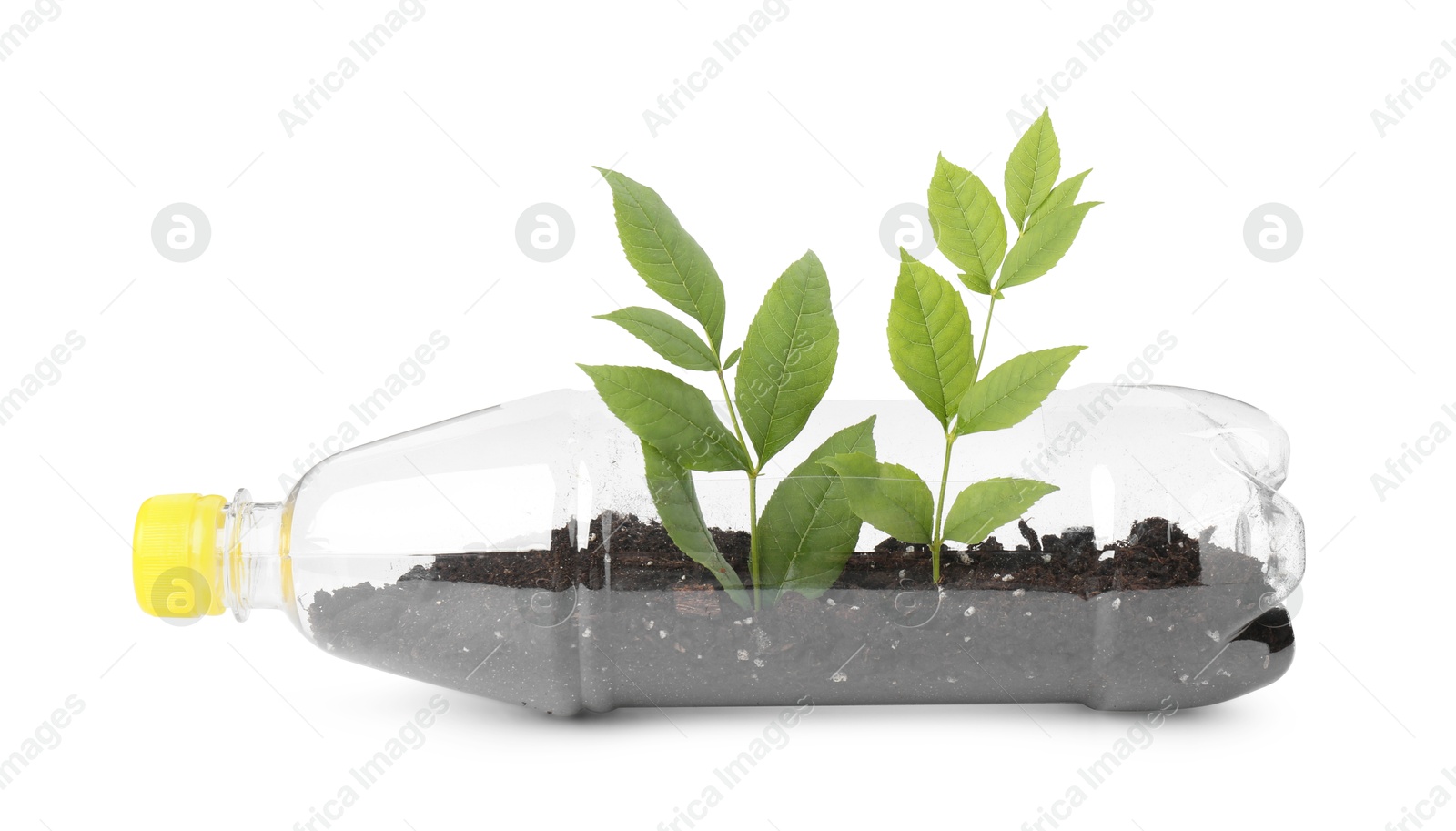 Photo of Recycling concept. Plastic bottle with plant isolated on white