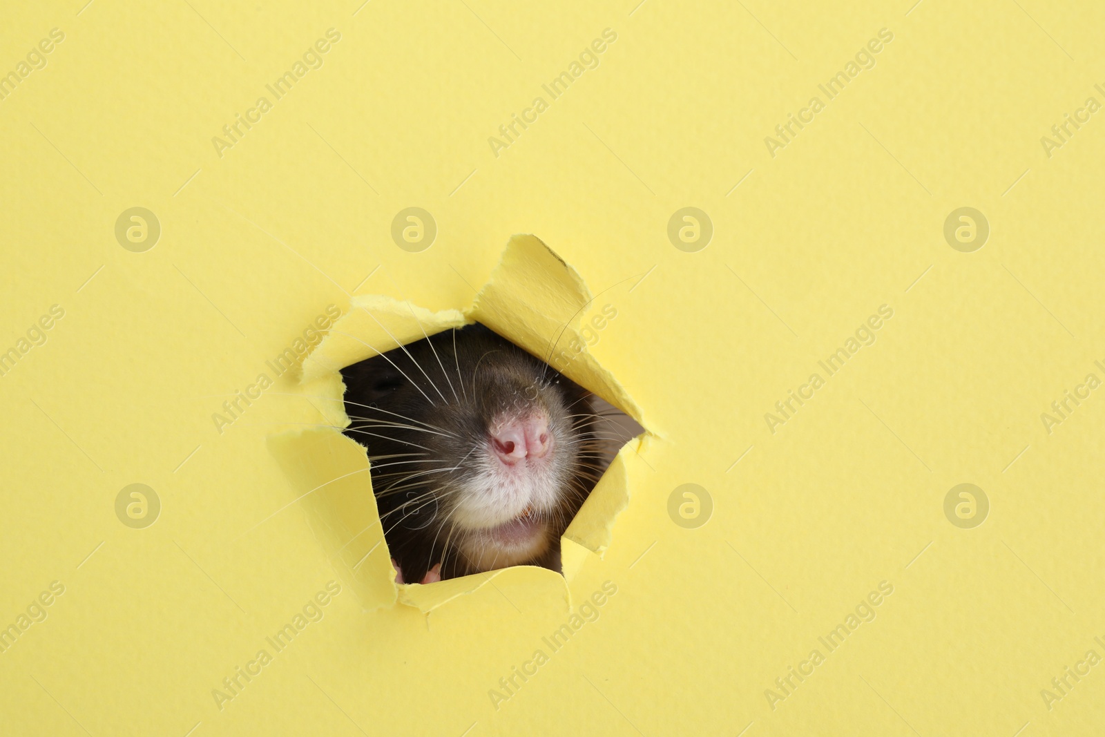 Photo of Cute small rat looking out of hole in yellow paper sheet, closeup