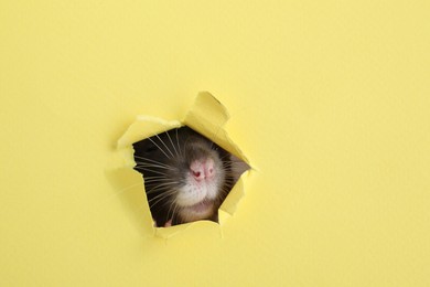 Cute small rat looking out of hole in yellow paper sheet, closeup