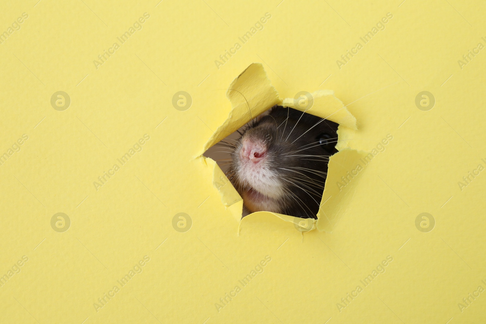 Photo of Cute small rat looking out of hole in yellow paper sheet, closeup