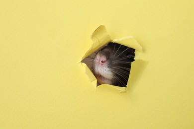 Cute small rat looking out of hole in yellow paper sheet, closeup