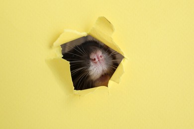 Cute small rat looking out of hole in yellow paper sheet, closeup