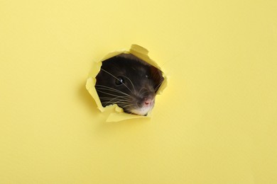 Photo of Cute small rat looking out of hole in yellow paper sheet, closeup