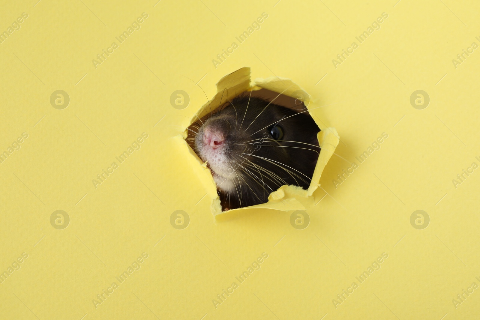 Photo of Cute small rat looking out of hole in yellow paper sheet, closeup