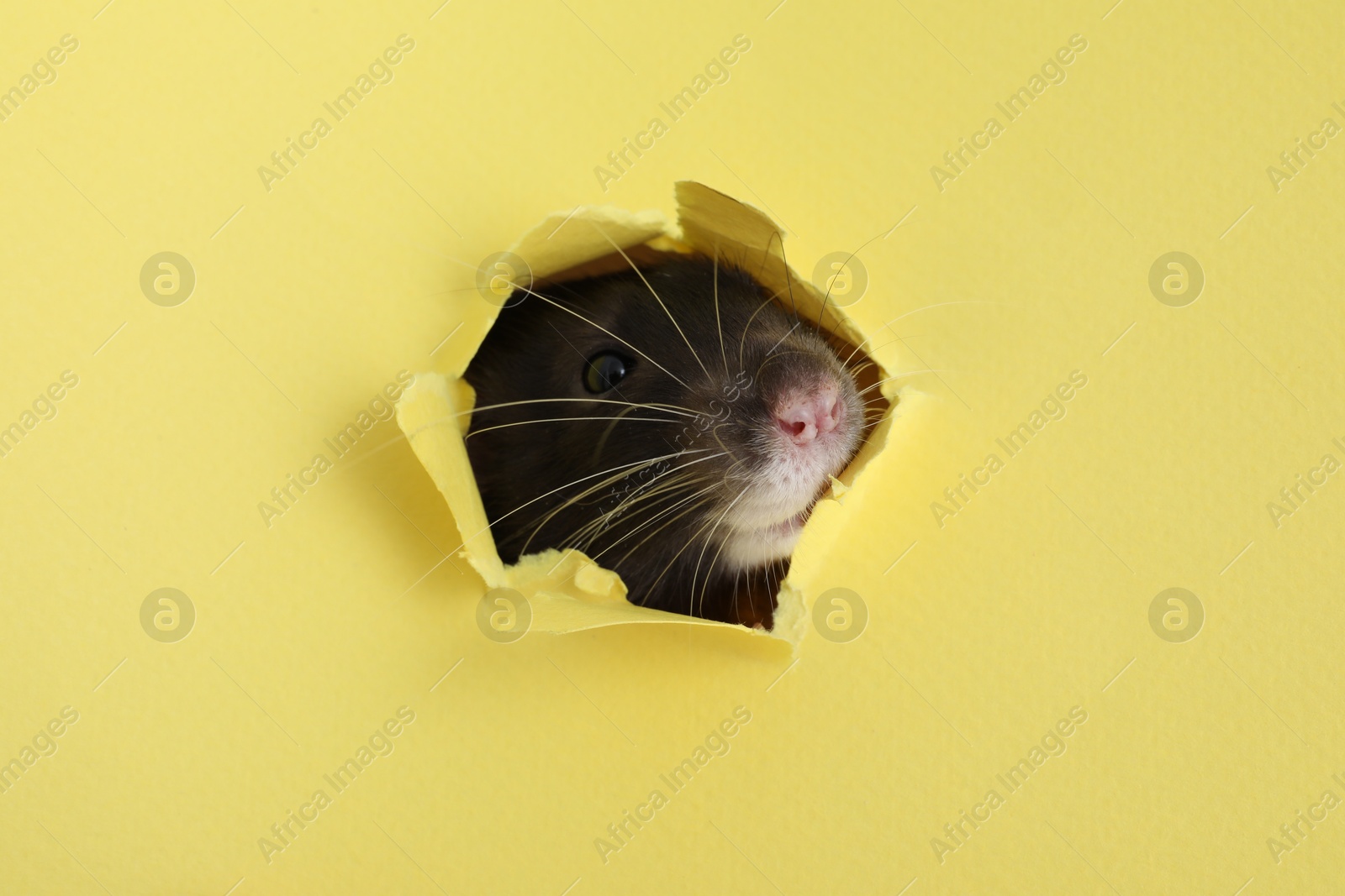 Photo of Cute small rat looking out of hole in yellow paper sheet, closeup