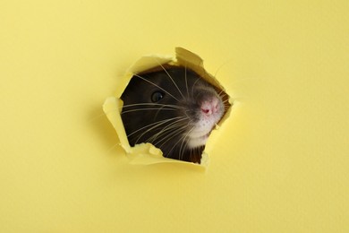 Cute small rat looking out of hole in yellow paper sheet, closeup