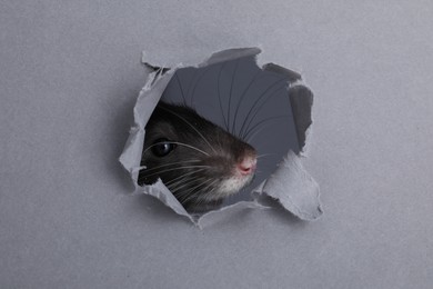 Cute small rat looking out of hole in grey paper sheet, closeup