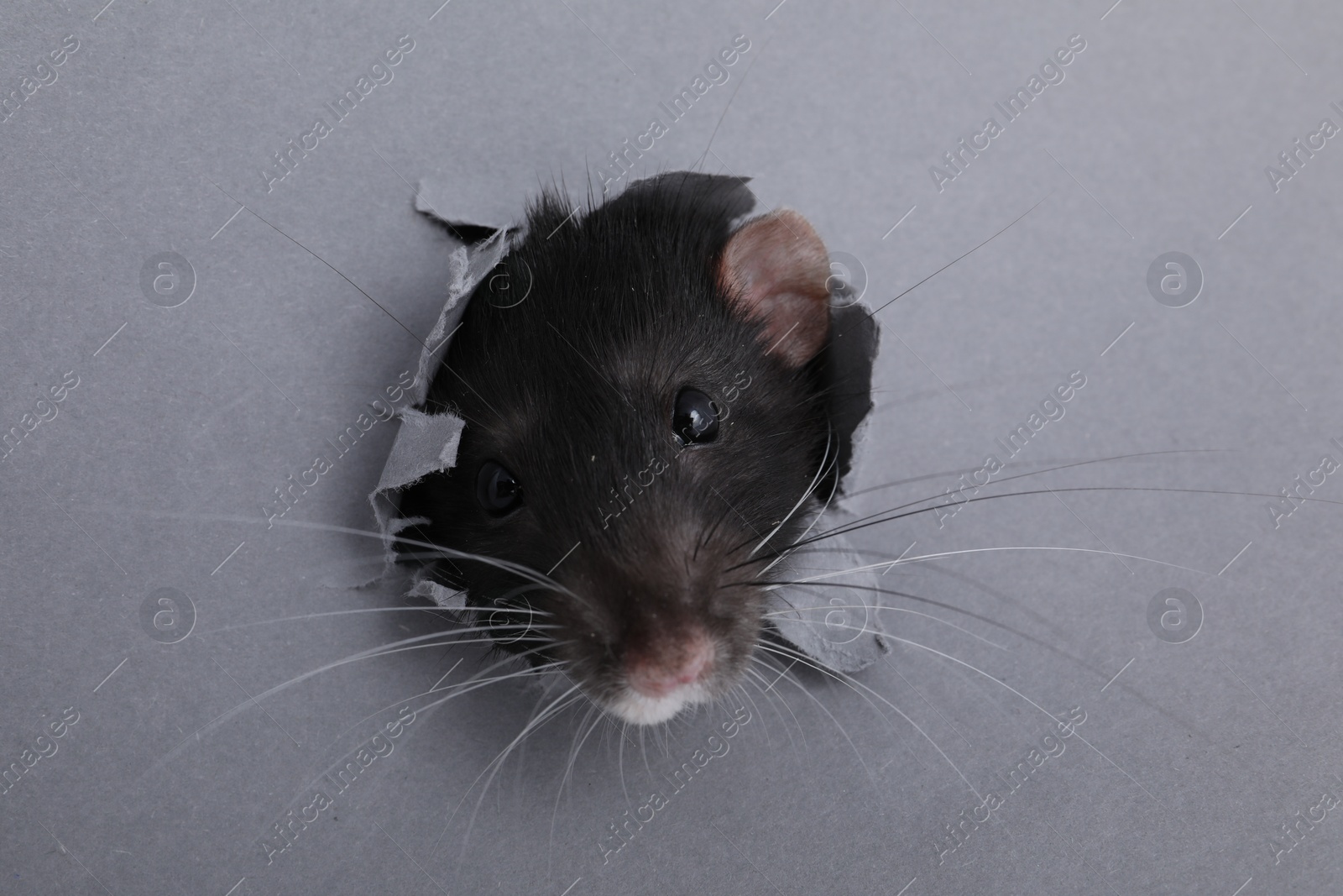 Photo of Cute small rat looking out of hole in grey paper sheet, closeup