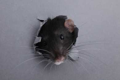 Cute small rat looking out of hole in grey paper sheet, closeup